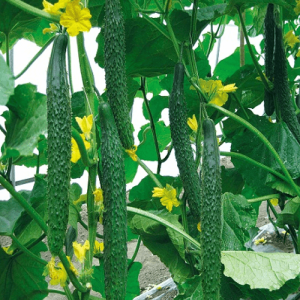 Hạt giống dưa chuột nhật - Ảnh 1